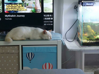Illustration de l'article : 20 photos pour tomber amoureux des chats blancs et de leur beauté exceptionnelle