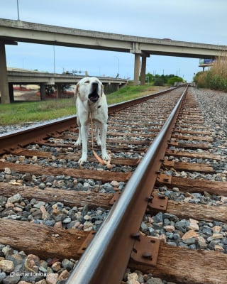 Illustration de l'article : Un Labrador Retriever piégé sur une voie ferrée en activité donne lieu à une intervention périlleuse