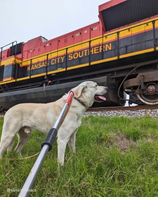 Illustration de l'article : Un Labrador Retriever piégé sur une voie ferrée en activité donne lieu à une intervention périlleuse