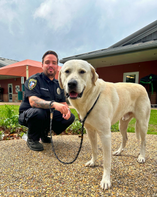 Illustration de l'article : Un Labrador Retriever piégé sur une voie ferrée en activité donne lieu à une intervention périlleuse