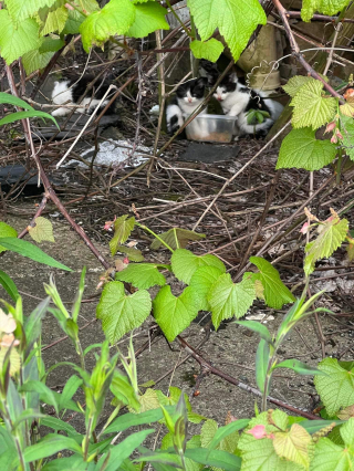 Illustration de l'article : Grand frisson : 4 chatons orphelins trouvent refuge dans une maison abandonnée qui terrifie leurs bienfaiteurs