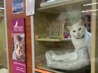 Illustration de l'article : Fatigué d’attendre sa famille idéale, ce chat sénior pleure à la fenêtre de sa cage (vidéo)