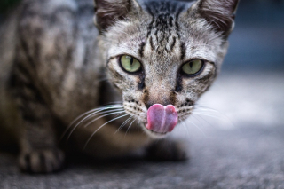 Illustration de l'article : Près de 300 expressions faciales : Une nouvelle étude révèle l'étendue et la subtilité du langage corporel du chat