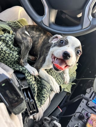 Illustration de l'article : Un chiot abandonné avec un collier de serrage autour du cou attire l'attention d'un camionneur qui choisit d'agir