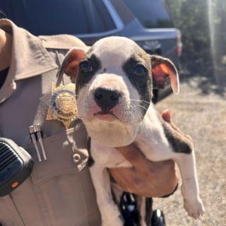 Illustration de l'article : Un chiot abandonné avec un collier de serrage autour du cou attire l'attention d'un camionneur qui choisit d'agir