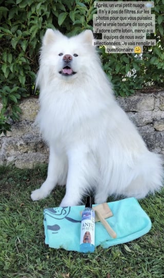 Illustration de l'article : Le shampooing universel et le spray nettoyant sans rinçage Anju Beauté font l’unanimité chez les testeurs de Pets Genius