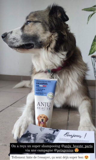 Illustration de l'article : Le shampooing universel et le spray nettoyant sans rinçage Anju Beauté font l’unanimité chez les testeurs de Pets Genius