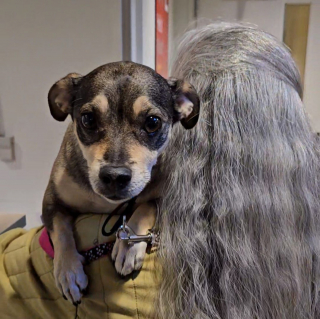 Illustration de l'article : Une chienne arrivée au refuge après 11 ans de vie de famille s'accroche désespérément à sa quête d'amour