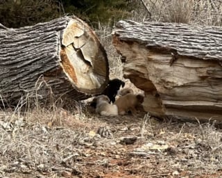 Illustration de l'article : Une bénévole rencontre, par hasard, une chienne errante qui s'occupait d'un nombre stupéfiant de chiots abandonnés