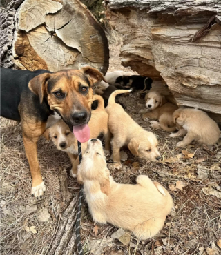 Illustration de l'article : Une bénévole rencontre, par hasard, une chienne errante qui s'occupait d'un nombre stupéfiant de chiots abandonnés