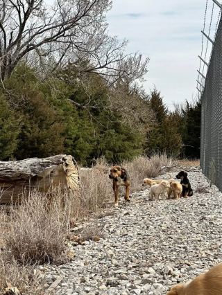 Illustration de l'article : Une bénévole rencontre, par hasard, une chienne errante qui s'occupait d'un nombre stupéfiant de chiots abandonnés