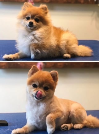 Illustration de l'article : 17 photos de chiens qui ont subi une réelle transformation après leur passage au salon de toilettage