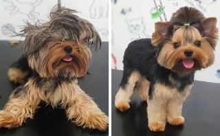 Illustration de l'article : 17 photos de chiens qui ont subi une réelle transformation après leur passage au salon de toilettage