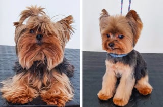 Illustration de l'article : 17 photos de chiens qui ont subi une réelle transformation après leur passage au salon de toilettage