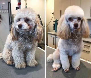 Illustration de l'article : 17 photos de chiens qui ont subi une réelle transformation après leur passage au salon de toilettage