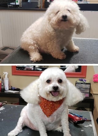 Illustration de l'article : 17 photos de chiens qui ont subi une réelle transformation après leur passage au salon de toilettage