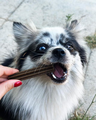 Illustration de l'article : Dental Care, des sticks alléchants aux ingrédients naturels pour lutter contre la mauvaise haleine des chiens