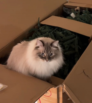 Illustration de l'article : Elle veut installer la déco de Noël, mais son chat a la ferme intention de contrecarrer ses plans (vidéo)