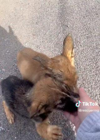 Illustration de l'article : Partie acheter des cookies pour ses collègues, une femme croise la route de 2 chiots abandonnés dans un carton (vidéo)