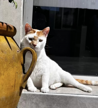 Illustration de l'article : Rico, le chat sauvé de la rue devenu source de réconfort pour les patients d'une clinique vétérinaire