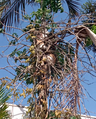 Illustration de l'article : Une femme se sent observée et découvre 5 chats perchés dans un grand arbre 