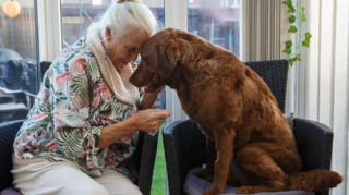 Illustration de l'article : L'appel déchirant d'une retraitée après avoir dépensé toutes ses économies pour sauver son chien adopté