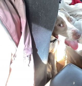 Illustration de l'article : Un chien saute dans la voiture d'une inconnue qui lance un appel à la solidarité pour pouvoir l'adopter (vidéo)