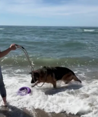 Illustration de l'article : Une bénévole consacre une journée à un chien de refuge âgé afin de lui offrir une journée inoubliable à la plage (vidéo)