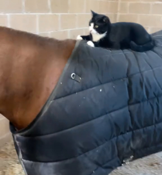 Illustration de l'article : Une vie de rêve pour Edith, chatte de ferme férue d'équitation (vidéo)