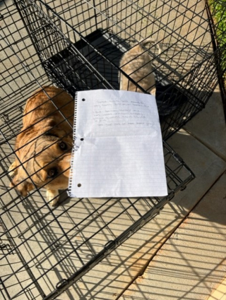 Illustration de l'article : Le personnel d’un refuge découvre 2 chiens attendant à l’entrée avec un dramatique message laissé par leur propriétaire 