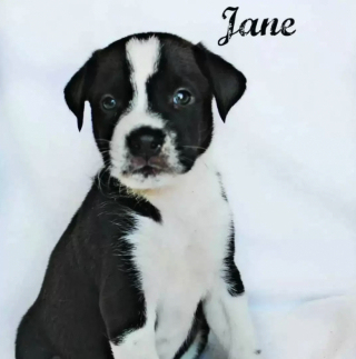 Illustration de l'article : Ce paresseux en peluche est le seul capable de réconforter Jane, une chienne attristée par son retour au refuge