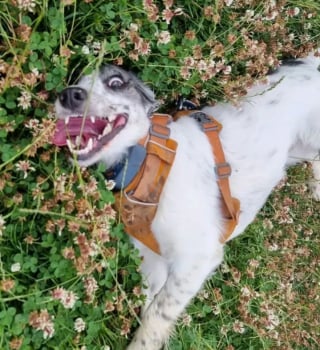 Illustration de l'article : 16 photos de chiens qui éclaireront votre journée avec leur expression amusante