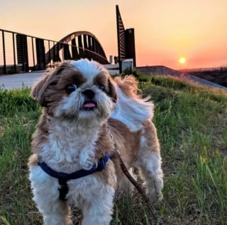 Illustration de l'article : 16 photos de chiens qui éclaireront votre journée avec leur expression amusante