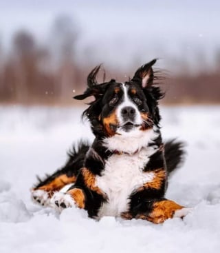 Illustration de l'article : 16 photos de chiens qui éclaireront votre journée avec leur expression amusante