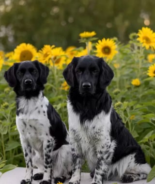 Illustration de l'article : 17 photos de chiens montrant que l’association du noir et du blanc est toujours du plus bel effet