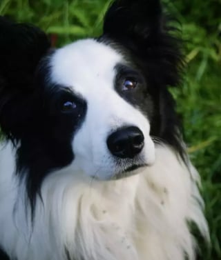 Illustration de l'article : 17 photos de chiens montrant que l’association du noir et du blanc est toujours du plus bel effet