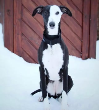 Illustration de l'article : 17 photos de chiens montrant que l’association du noir et du blanc est toujours du plus bel effet