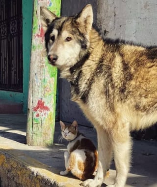 Illustration de l'article : 15 photos montrant l’harmonie dans laquelle peuvent vivre les chiens et les chats