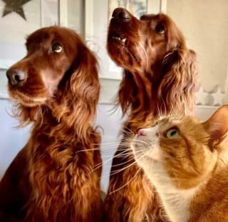 Illustration de l'article : 15 photos montrant l’harmonie dans laquelle peuvent vivre les chiens et les chats