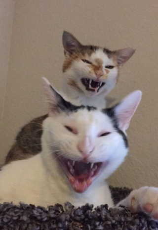 Illustration de l'article : 15 photos de chats qui savent montrer toutes leurs dents 