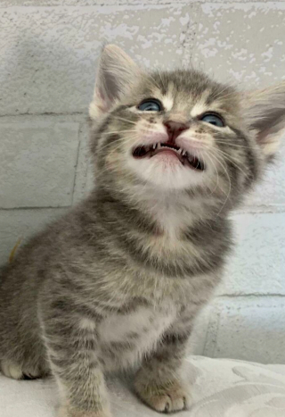 Illustration de l'article : 15 photos de chats qui savent montrer toutes leurs dents 