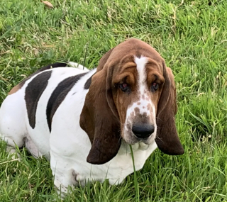 Illustration de l'article : Une Irlandaise amène son chien faire un lifting pour améliorer sa qualité de vie