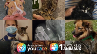 Illustration de l'article : L'association YouCare lance une pétition pour réduire la TVA sur les frais vétérinaires (vidéo)