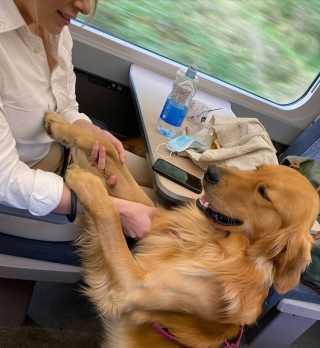 Illustration de l'article : Le charme irrésistible d'Huxley, Golden Retriever qui se fait des tonnes d'amis lors de ses voyages en train