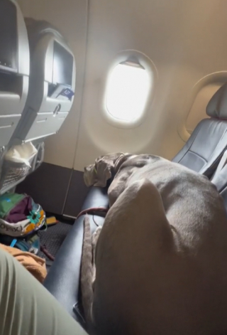 Illustration de l'article : Il prend l’avion avec son chien de soutien, un Dogue Allemand, et doit réserver 3 sièges