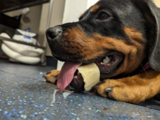 Illustration de l'article : Un chien emmené d’urgence chez le vétérinaire après s’être coincé la mâchoire dans un os à mâcher