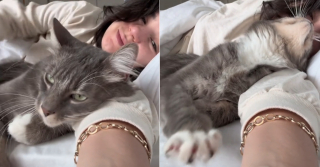 Illustration de l'article : Un chat câlin à l'extrême empêche sa propriétaire de quitter son lit de la plus tendre des manières (vidéo)