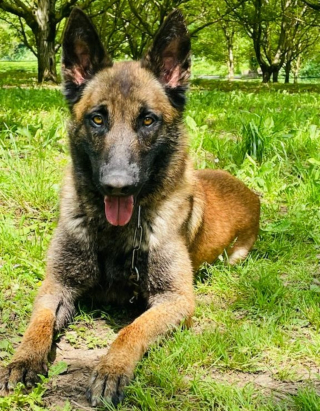 Illustration de l'article : Le parcours hors du commun de Ryuk, chien abandonné devenu gendarme pour sauver des vies