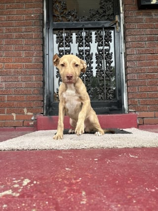 Illustration de l'article : Ce chiot abandonné vient « toquer à la porte » d’une maison pour trouver un abri et une famille