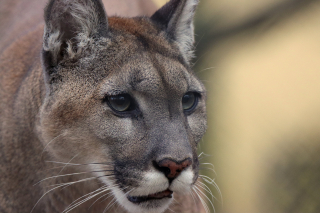 Illustration de l'article : Un chat pris pour un puma sème la panique dans une ville américaine